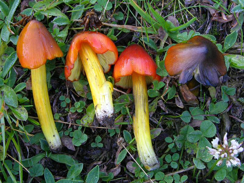 Hygrocybe conica (Schaeff.:Fr.) P.Kumm.